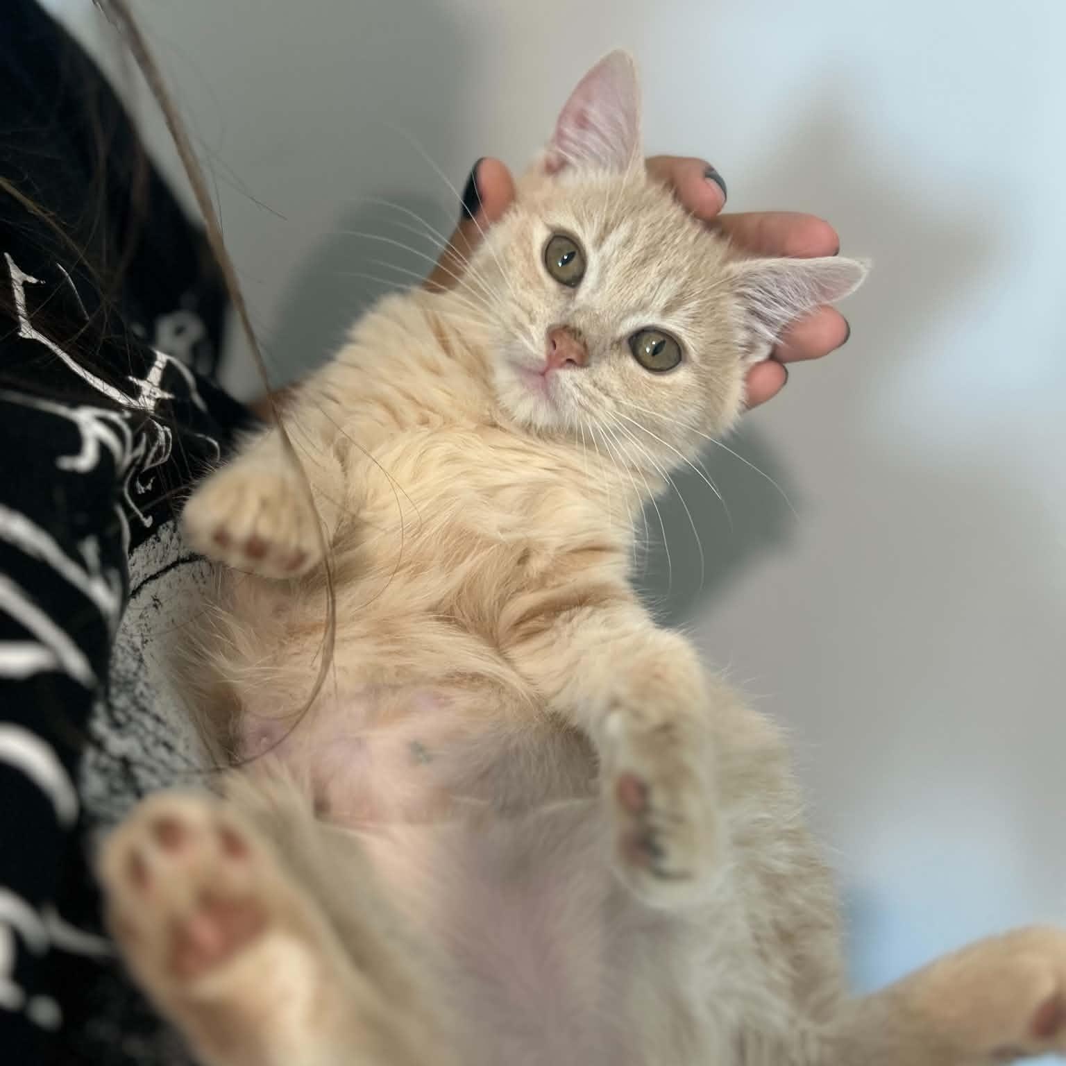 Enlarge Sherbert, an adopted American Shorthair in Danbury, CT image 3/3