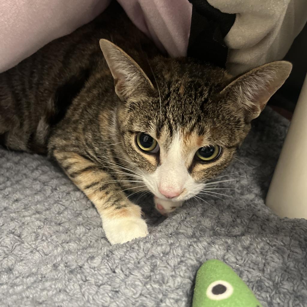 Gypsy, a Adoptable Domestic Short Hair in Canton, IL image 1/3