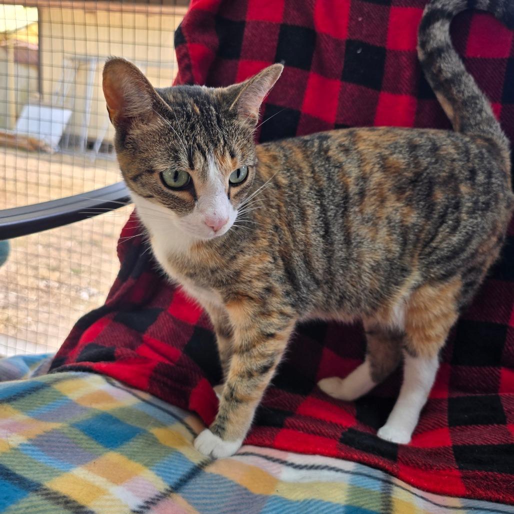 Gypsy, a Adoptable Domestic Short Hair in Canton, IL image 2/3