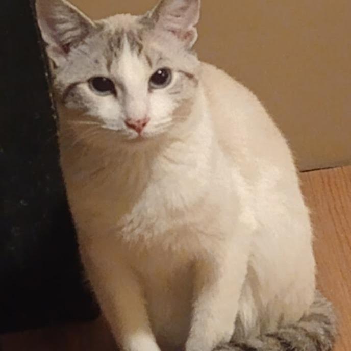 Enlarge Carol, a Adoptable mixed breed in Grand Rapids, MN image 2/2