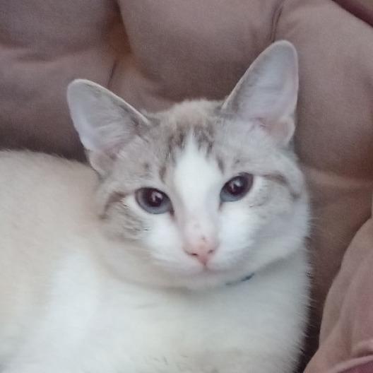 Carol, Adoptable, Young Female Domestic Short Hair & Siamese.
