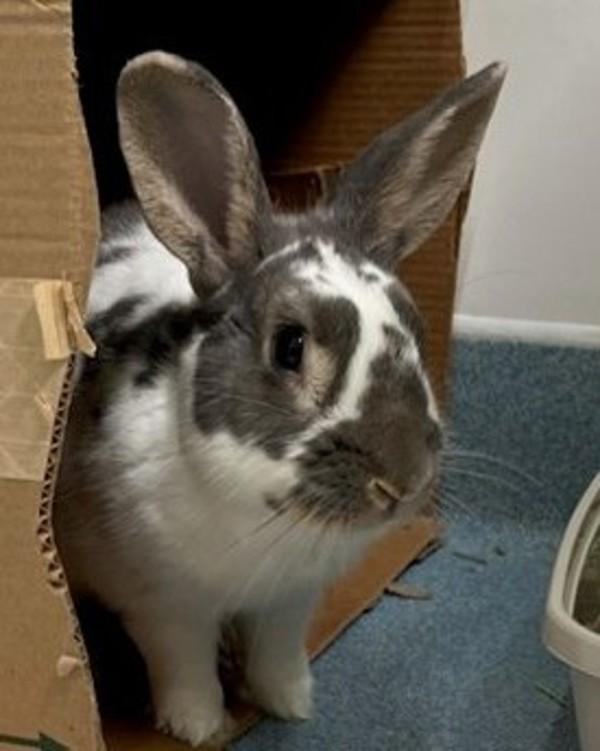 Enlarge Tokyo, a Adoptable mixed breed in Novato, CA image 1/5