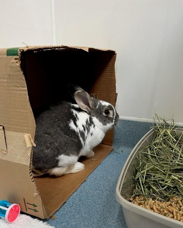 Enlarge Tokyo, a Adoptable mixed breed in Novato, CA image 2/5