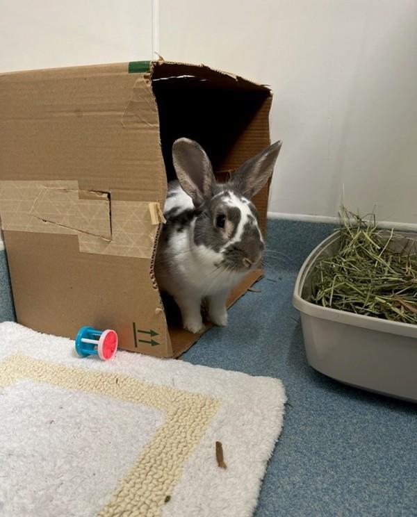 Enlarge Tokyo, a Adoptable mixed breed in Novato, CA image 3/5