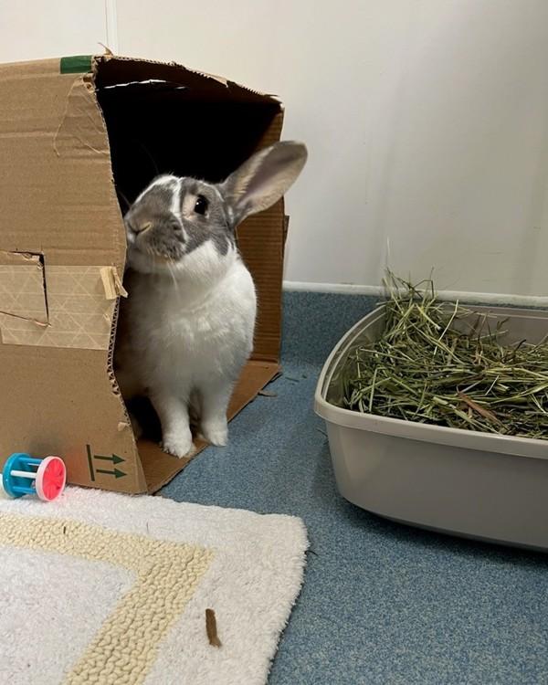 Enlarge Tokyo, a Adoptable mixed breed in Novato, CA image 4/5