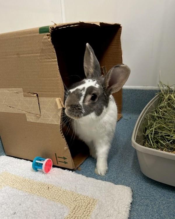 Enlarge Tokyo, a Adoptable mixed breed in Novato, CA image 5/5