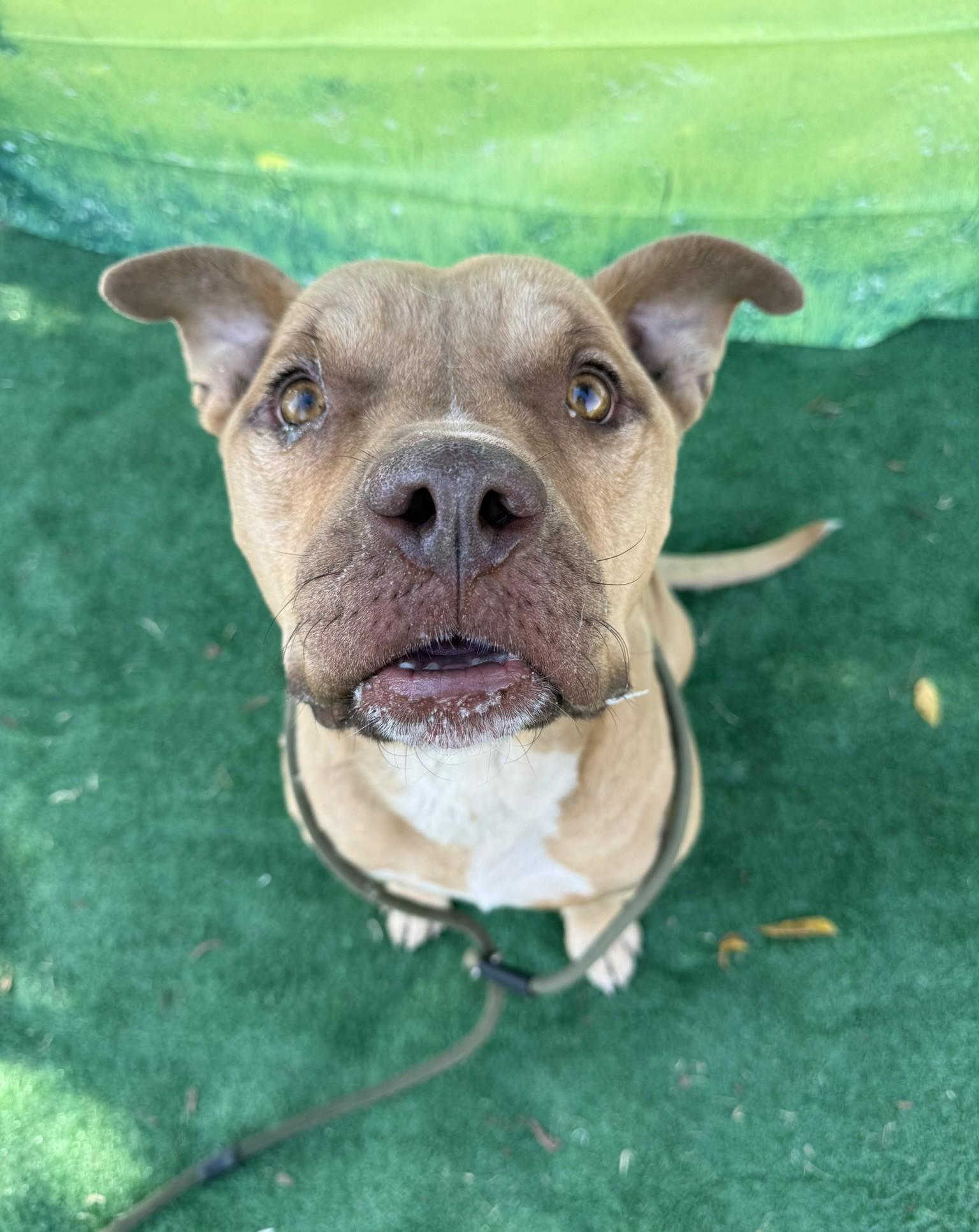 Banjo **Courtesy Post. Out of town pet. See below for details**