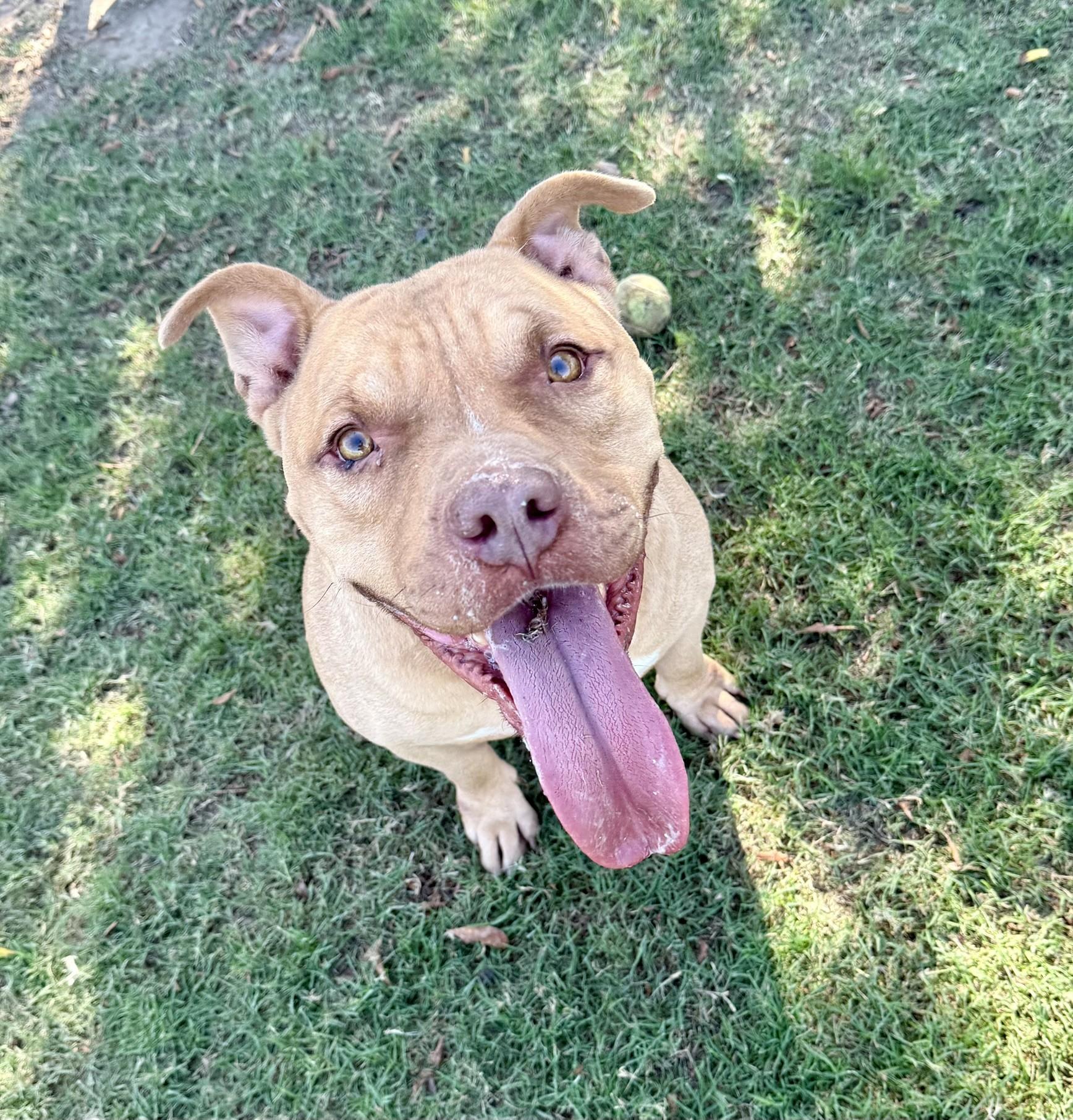 Banjo **Courtesy Post. Out of town pet. See below for details**