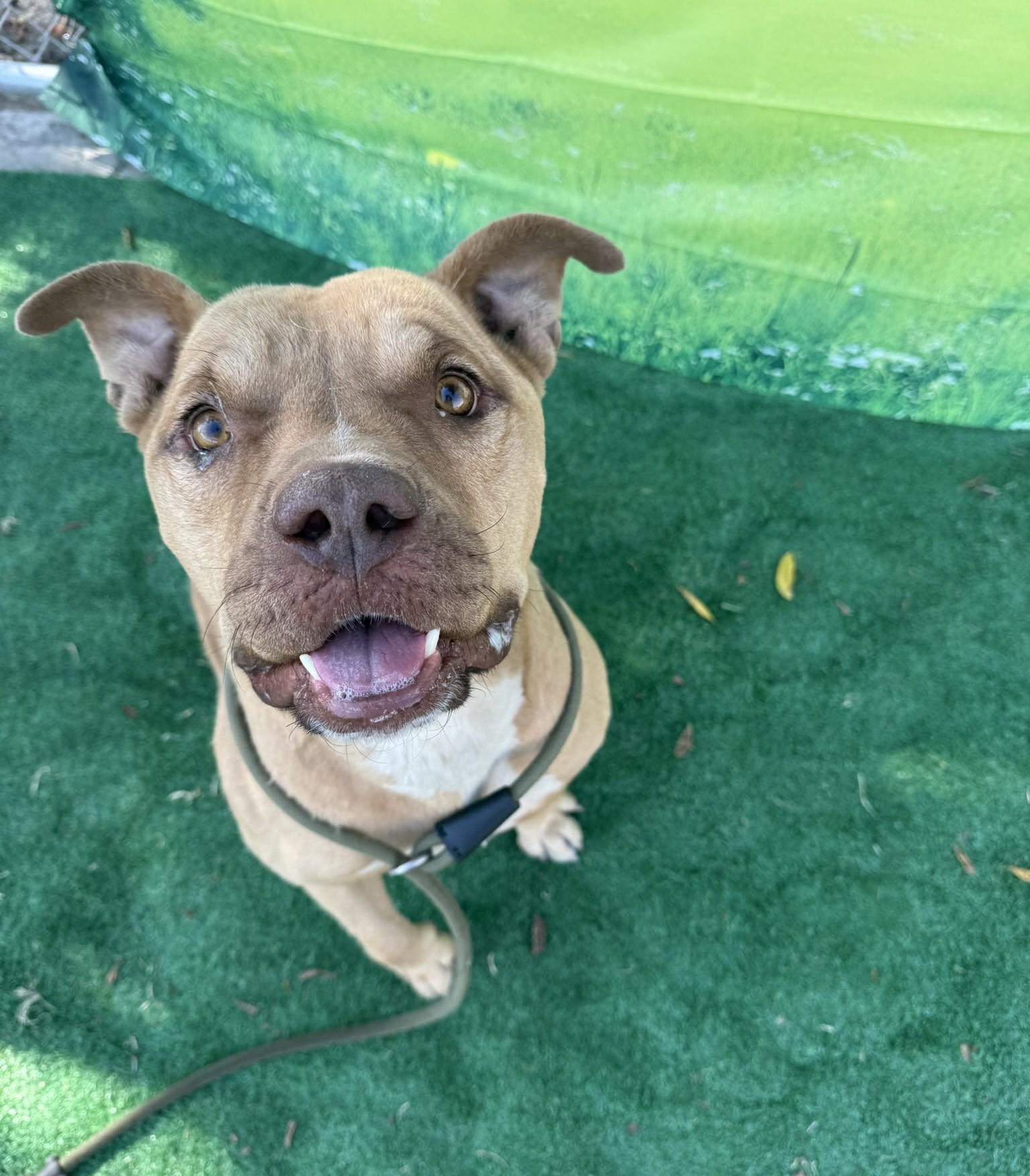 Banjo **Courtesy Post. Out of town pet. See below for details**