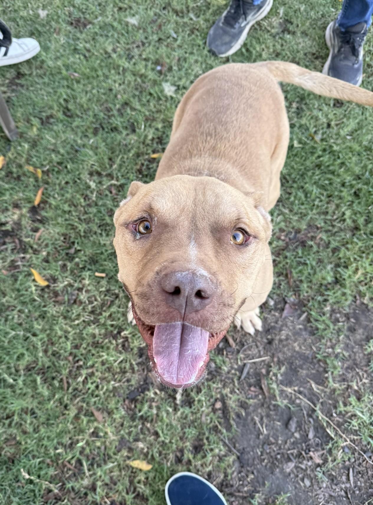 Banjo **Courtesy Post. Out of town pet. See below for details**