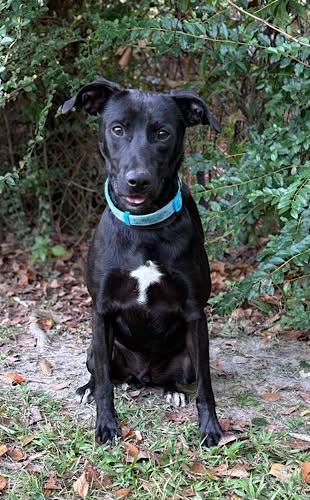 Enlarge Riley #38, an adopted mixed breed in Killingworth, CT image 5/6
