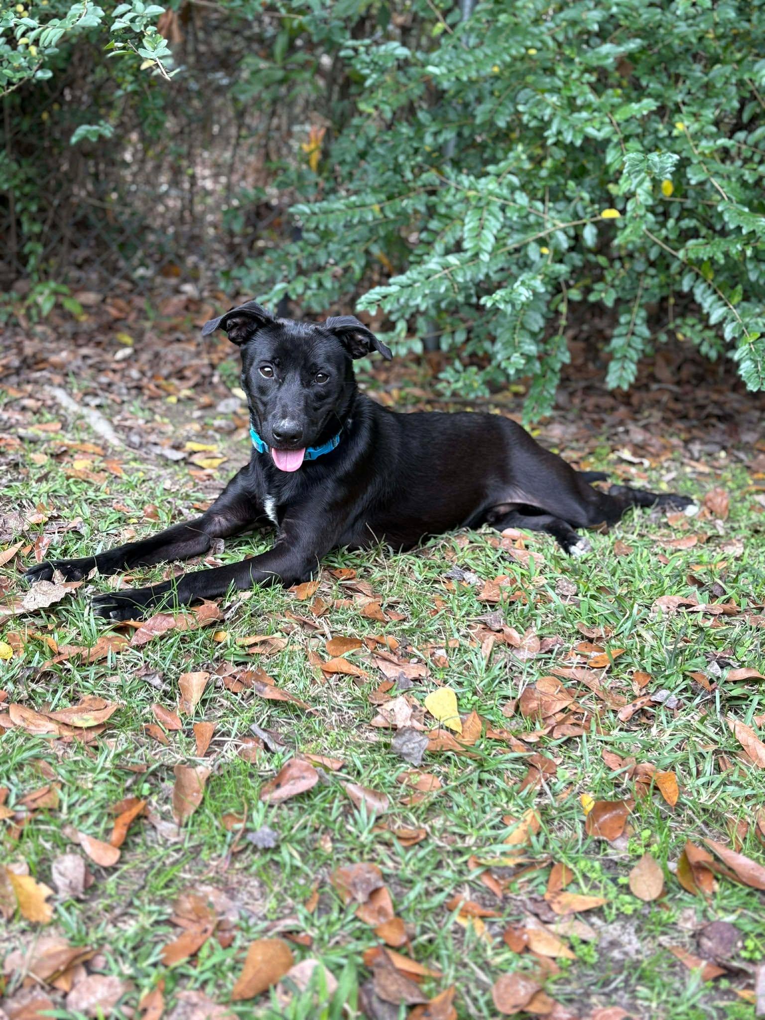 Enlarge Riley #38, an adopted mixed breed in Killingworth, CT image 4/6