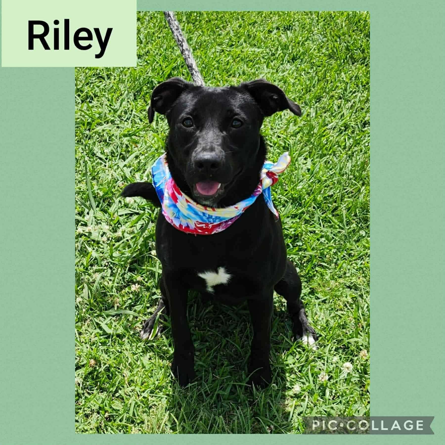 Enlarge Riley #38, an adopted mixed breed in Killingworth, CT image 2/6