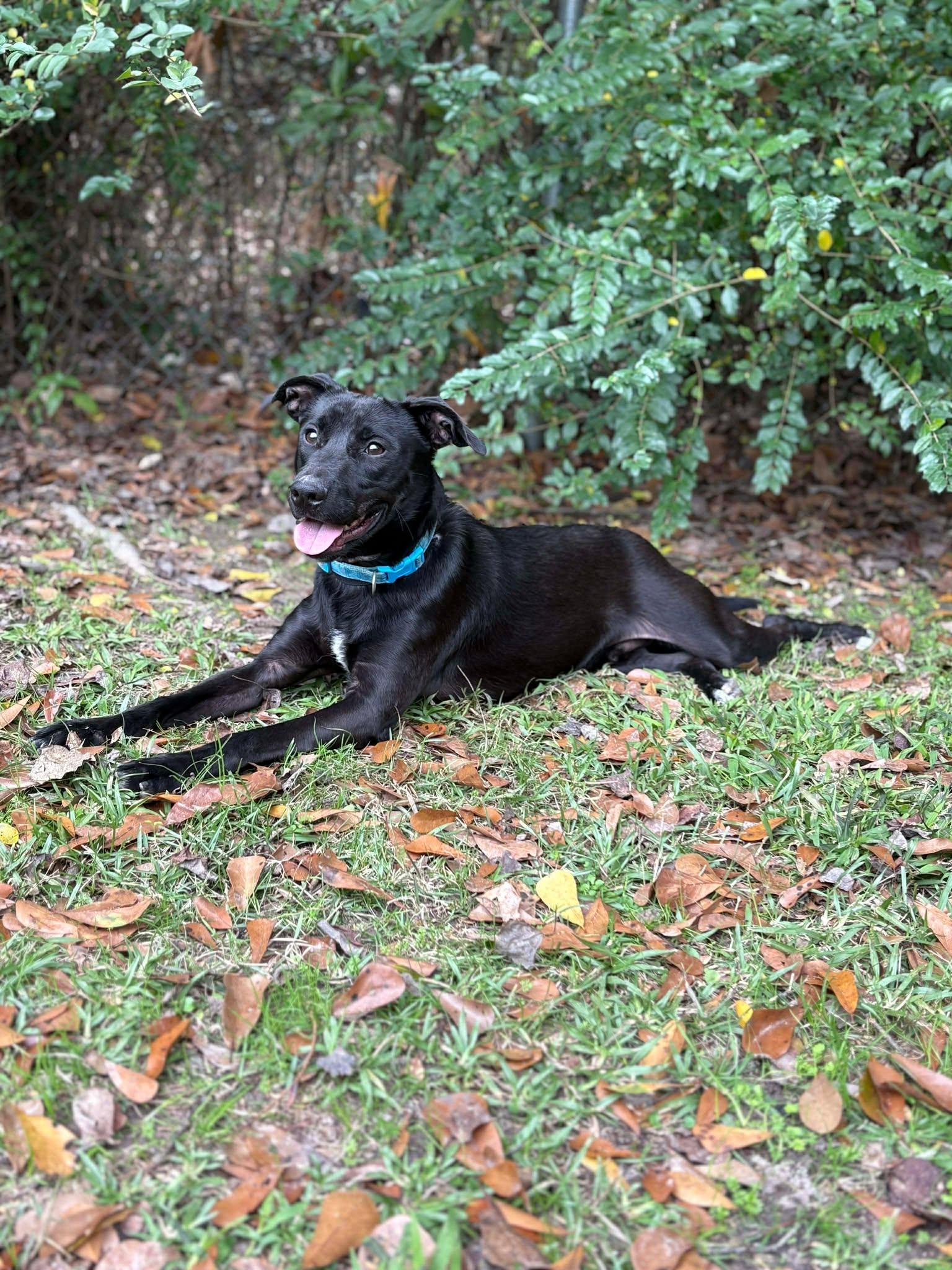 Riley #38, adopted, Young Male Black Labrador Retriever.