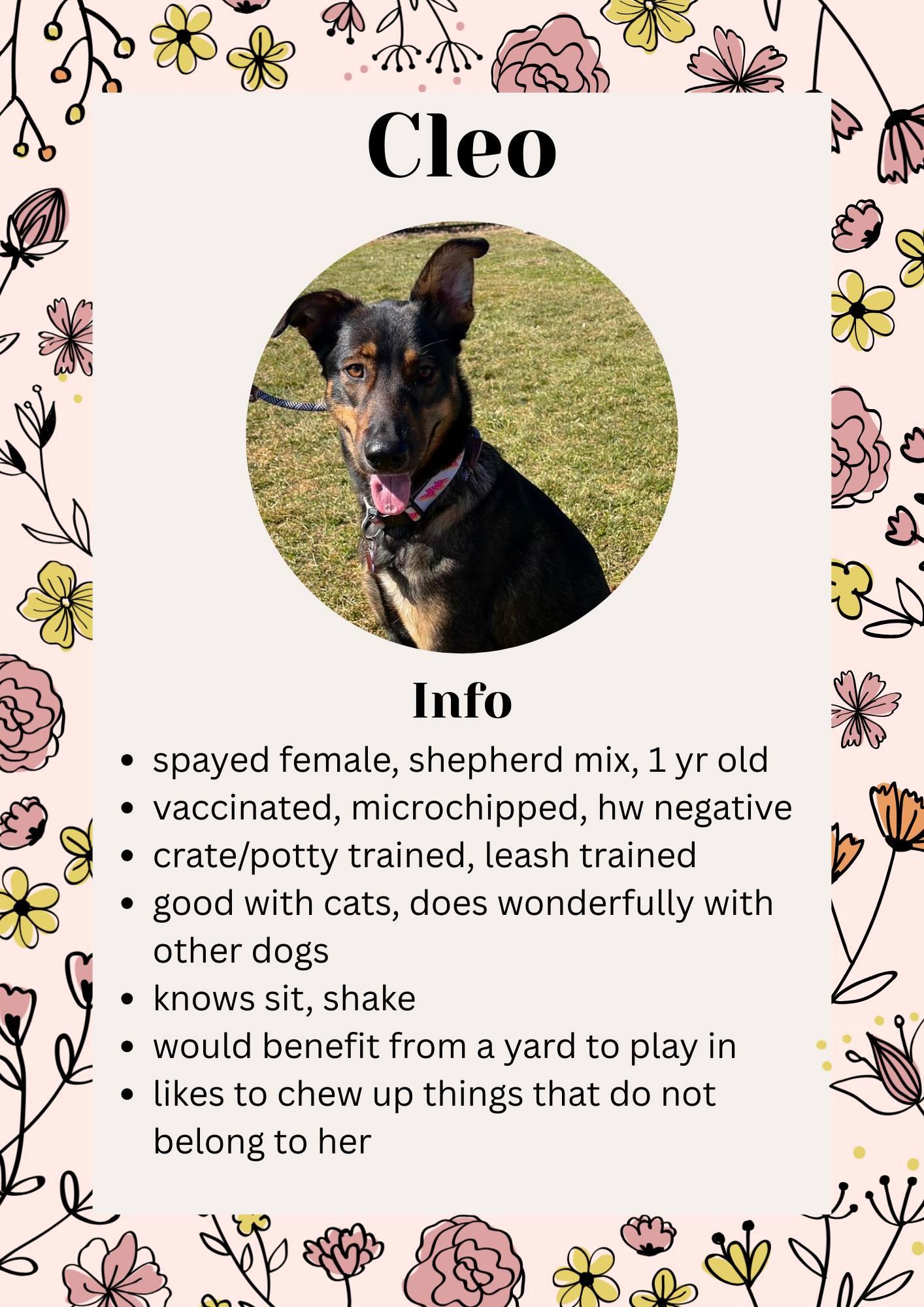 Cleo, ADOPTABLE, Young Female Shepherd & Mixed Breed.