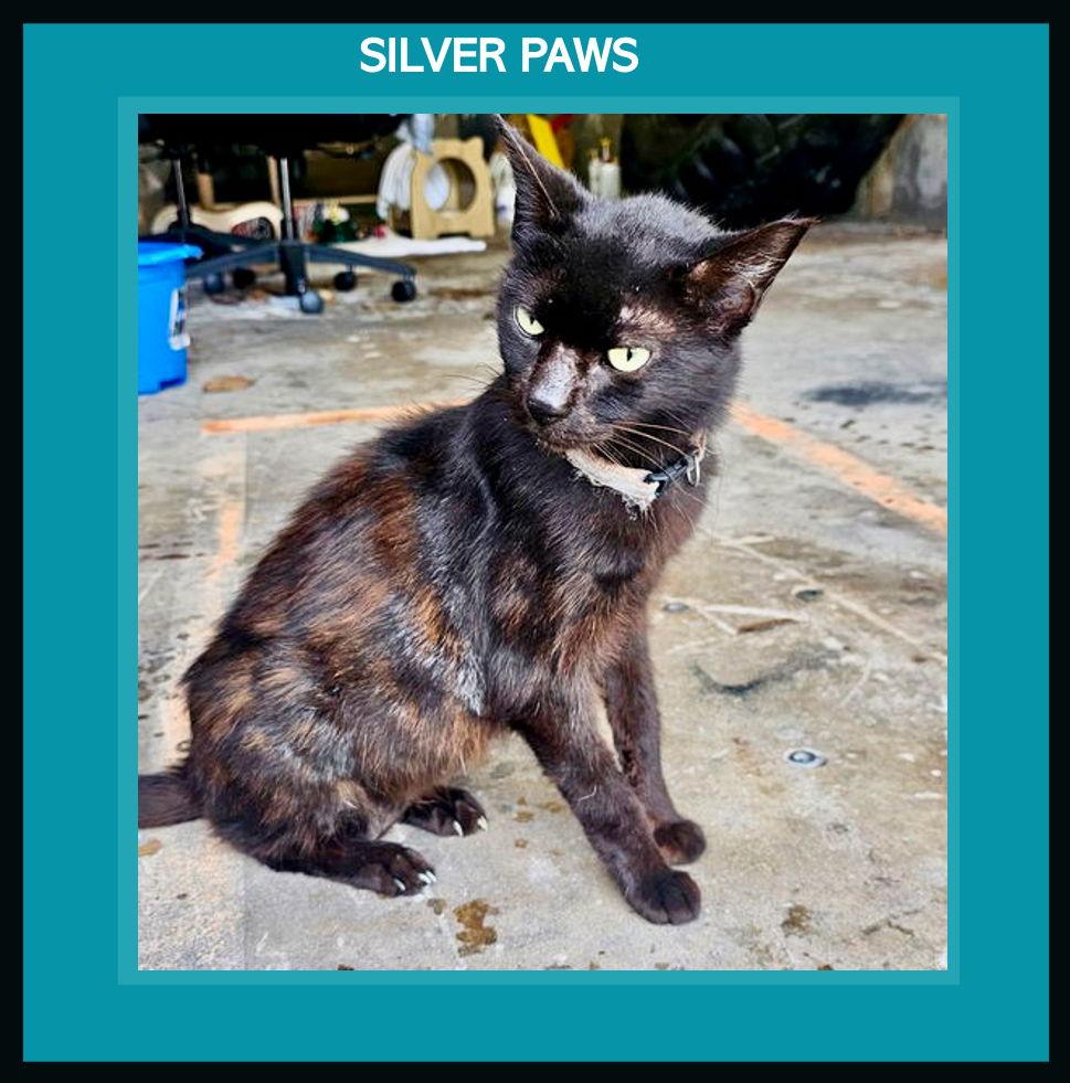 Coraline *, Adoptable, Senior Female Bombay & Tortoiseshell.