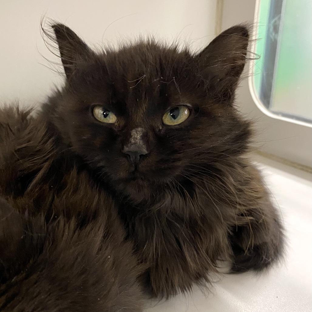 Enlarge Persephone, a Adoptable Domestic Long Hair in Cheyenne, WY image 1/1