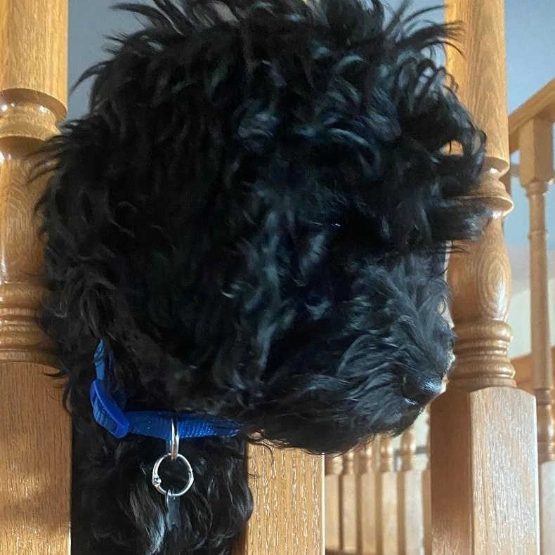 Enlarge Finnegan, a Adoptable mixed breed in Calgary, AB image 1/6