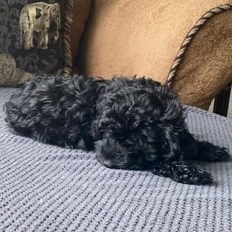Enlarge Finnegan, a Adoptable mixed breed in Calgary, AB image 6/6