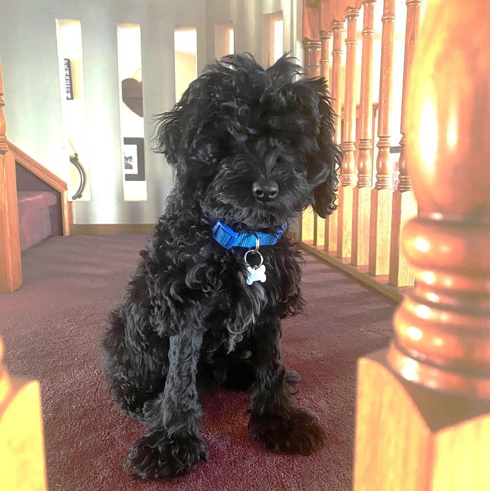 Enlarge Finnegan, a Adoptable mixed breed in Calgary, AB image 3/6