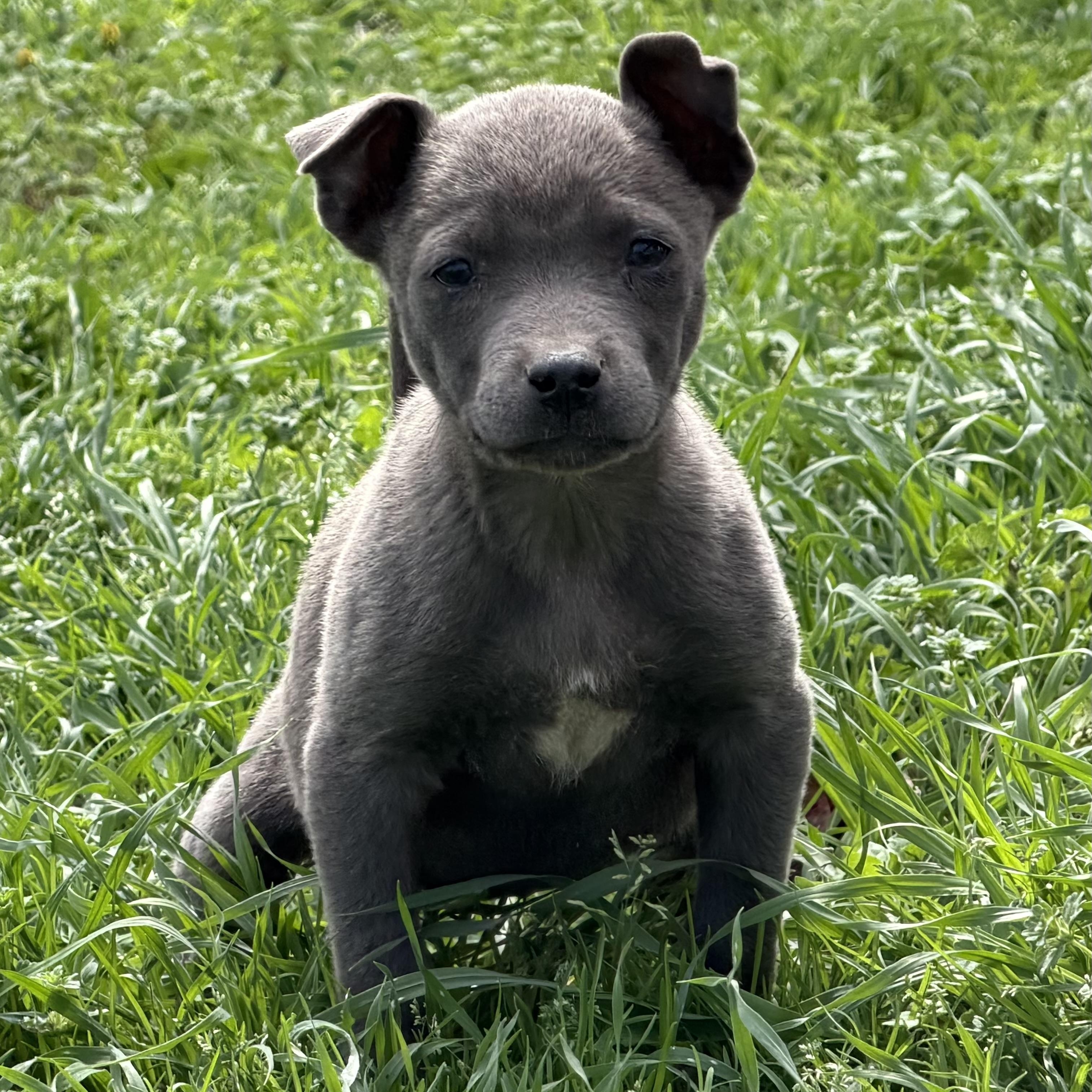 Gemini — thumbnail 3