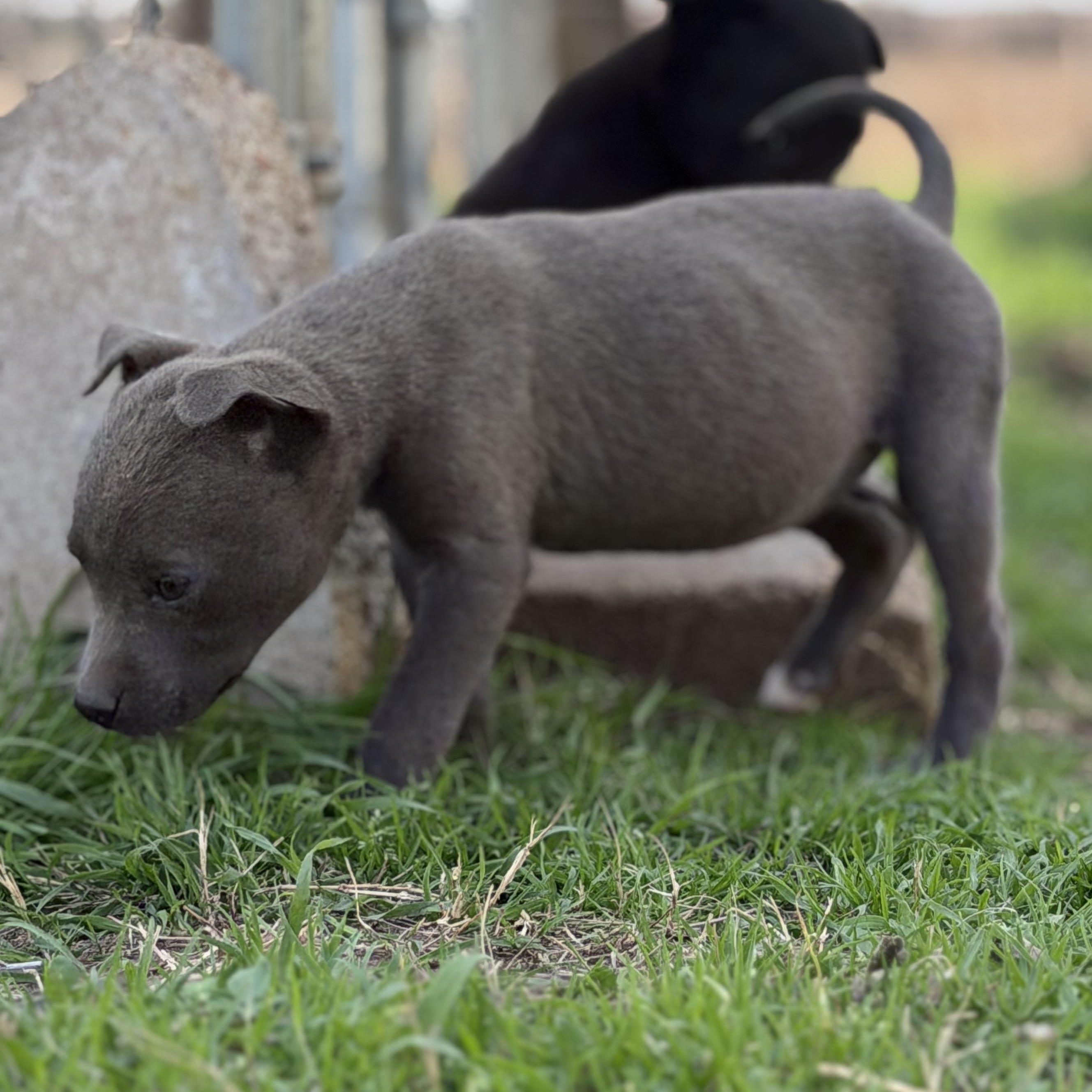 Gemini — thumbnail 5