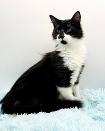 Enlarge Squishmellow, an adopted mixed breed in Covington, LA image 1/6