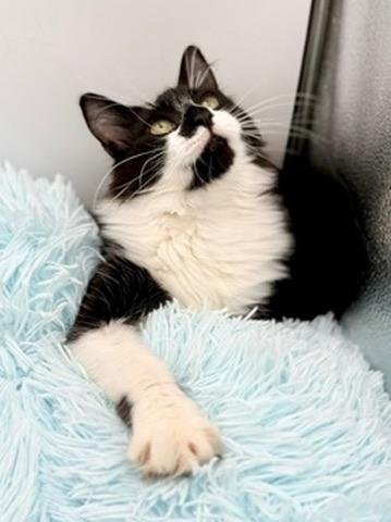 Enlarge Squishmellow, an adopted mixed breed in Covington, LA image 6/6