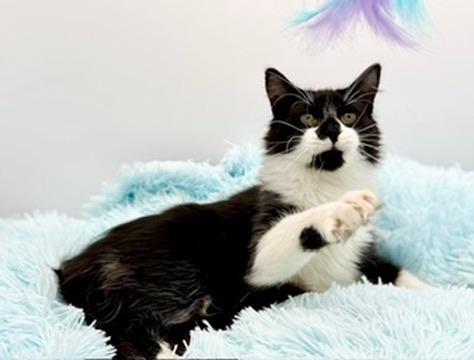 Enlarge Squishmellow, an adopted mixed breed in Covington, LA image 3/6