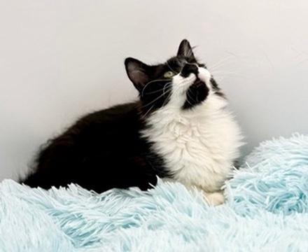 Enlarge Squishmellow, an adopted mixed breed in Covington, LA image 5/6