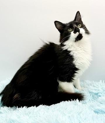 Enlarge Squishmellow, an adopted mixed breed in Covington, LA image 2/6