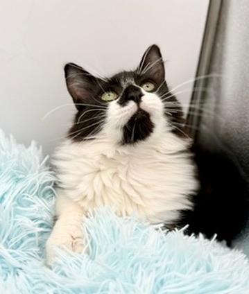 Enlarge Squishmellow, an adopted mixed breed in Covington, LA image 4/6