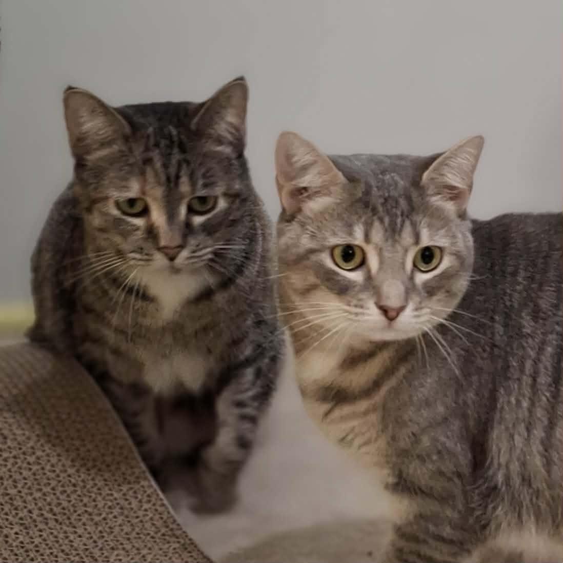 Enlarge Tic Tac, an adopted Domestic Short Hair in Vine Grove, KY image 6/6