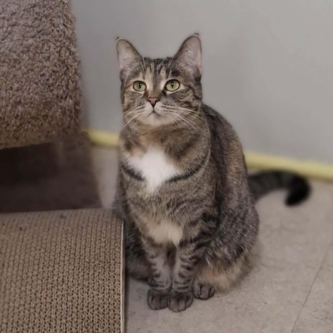 Enlarge Tic Tac, an adopted Domestic Short Hair in Vine Grove, KY image 3/6