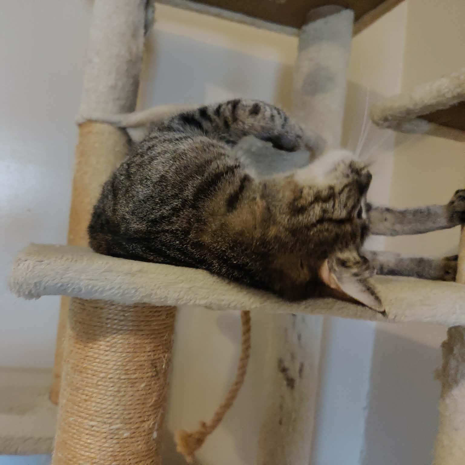 Enlarge Tic Tac, an adopted Domestic Short Hair in Vine Grove, KY image 4/6