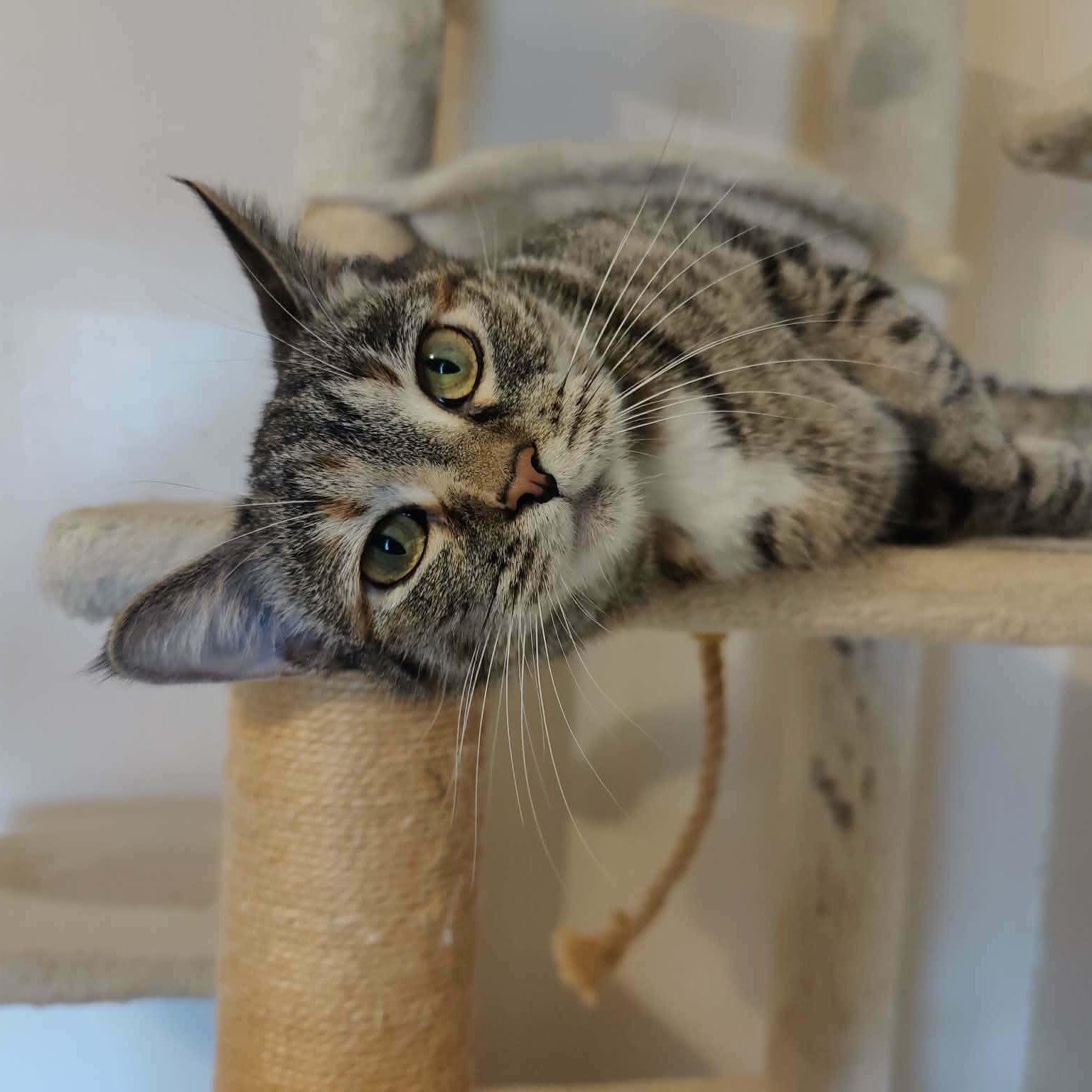 Tic Tac, adopted, Adult Female Domestic Short Hair.