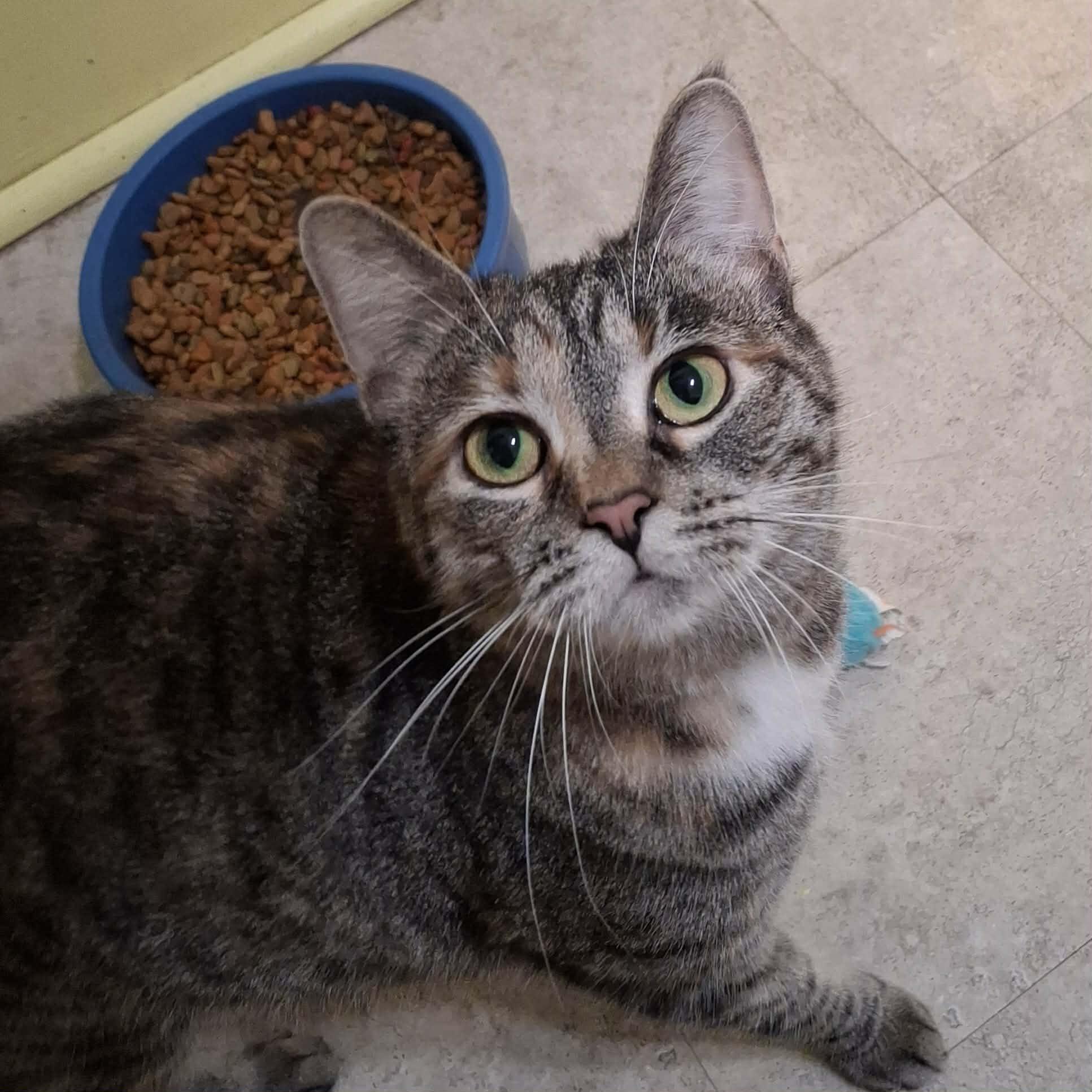 Enlarge Tic Tac, an adopted Domestic Short Hair in Vine Grove, KY image 5/6