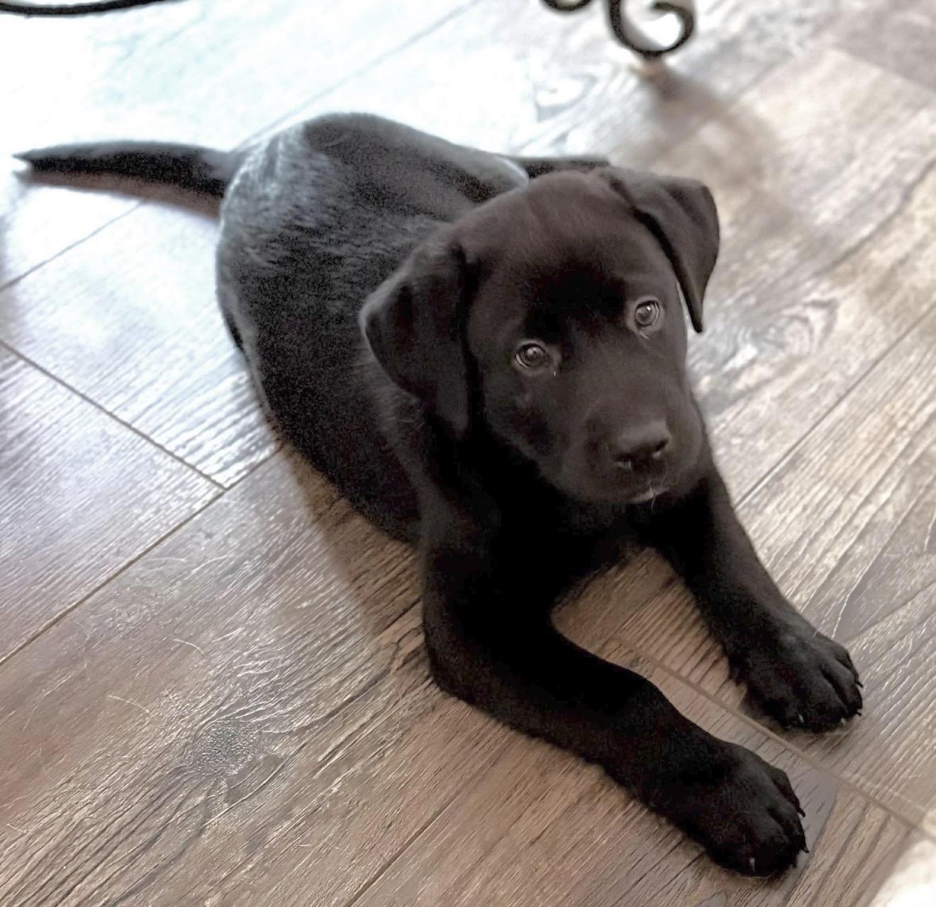 Bean, an adopted mixed breed in Laurel, MD image 2/4