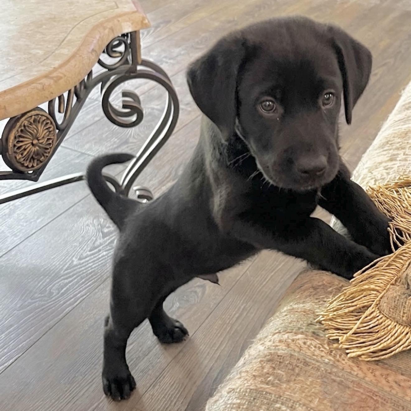 Bean, adopted, Puppy Male Labrador Retriever.