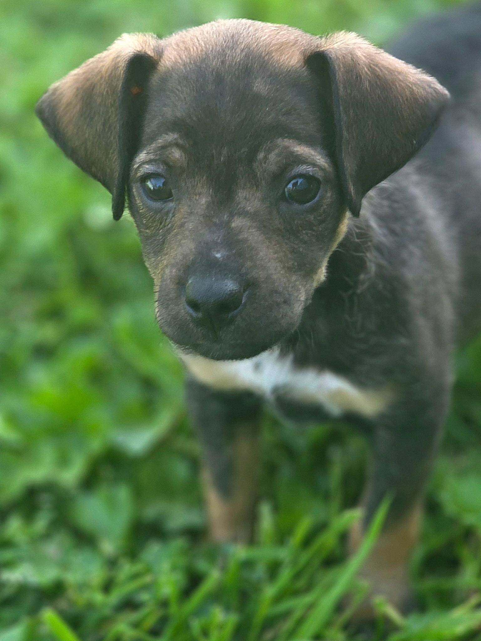 Enlarge Bullwinkle, a ADOPTABLE mixed breed in Penryn, CA image 3/3