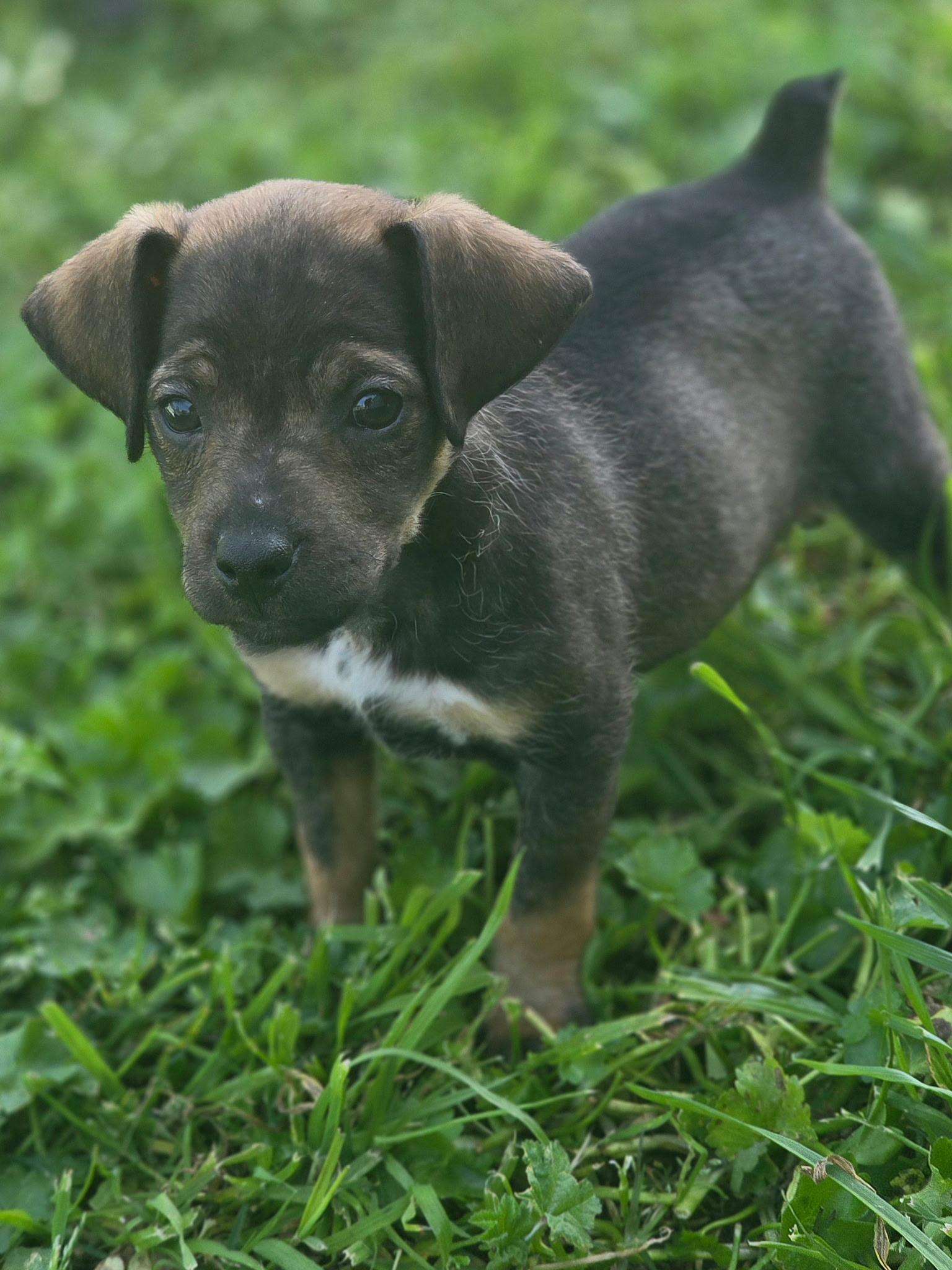 Enlarge Bullwinkle, a ADOPTABLE mixed breed in Penryn, CA image 1/3