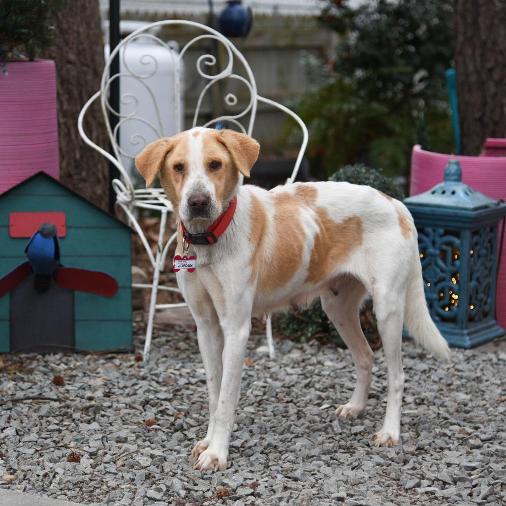 Jordan, Adoptable, Adult Female Hound.