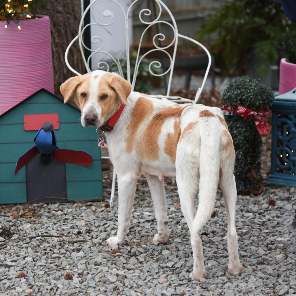 Enlarge Jordan, a Adoptable Hound in Wake Forest, NC image 2/6