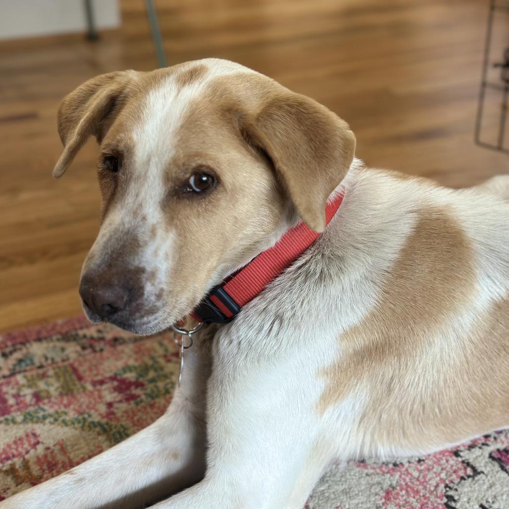 Enlarge Jordan, a Adoptable Hound in Wake Forest, NC image 4/6