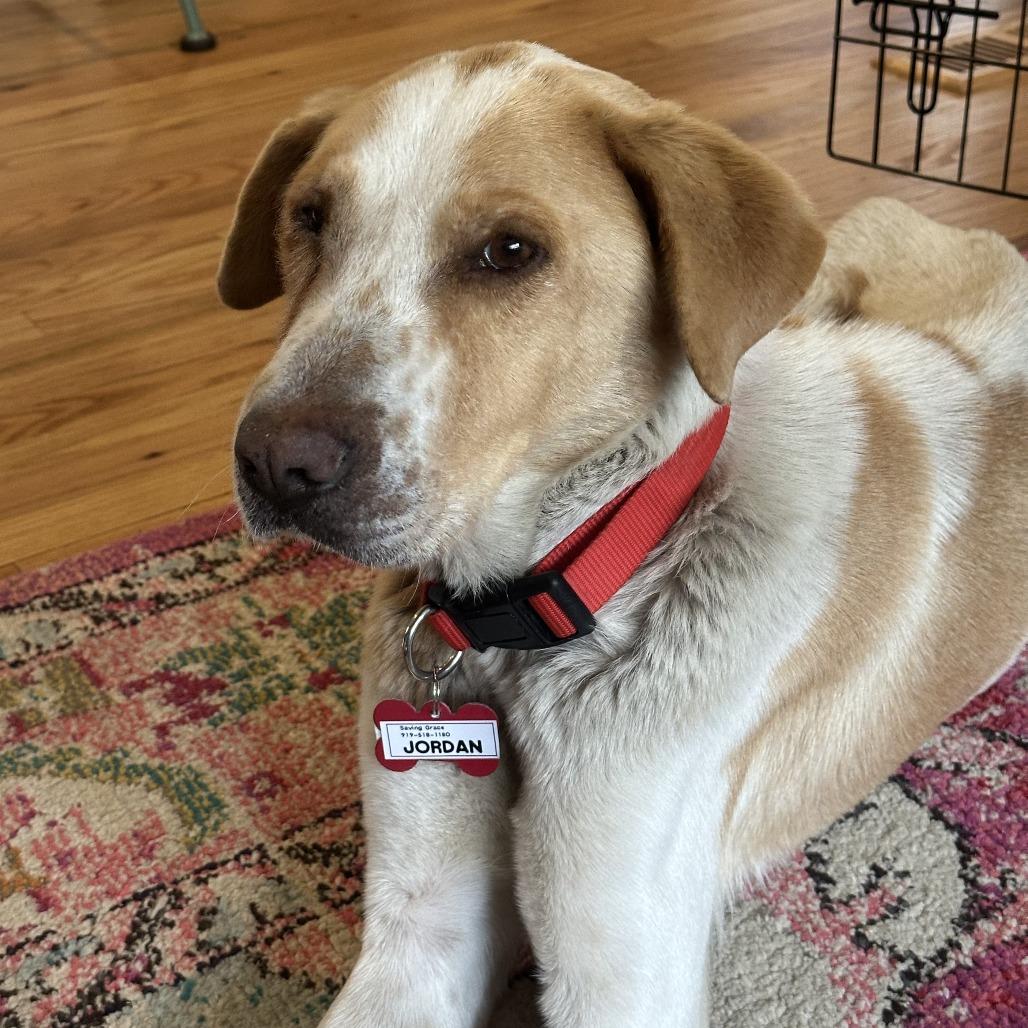 Enlarge Jordan, a Adoptable Hound in Wake Forest, NC image 5/6