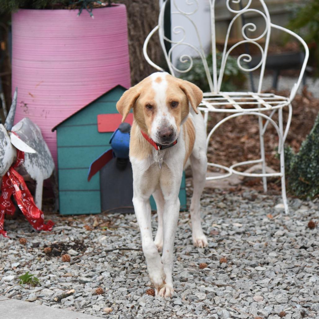Enlarge Jordan, a Adoptable Hound in Wake Forest, NC image 6/6