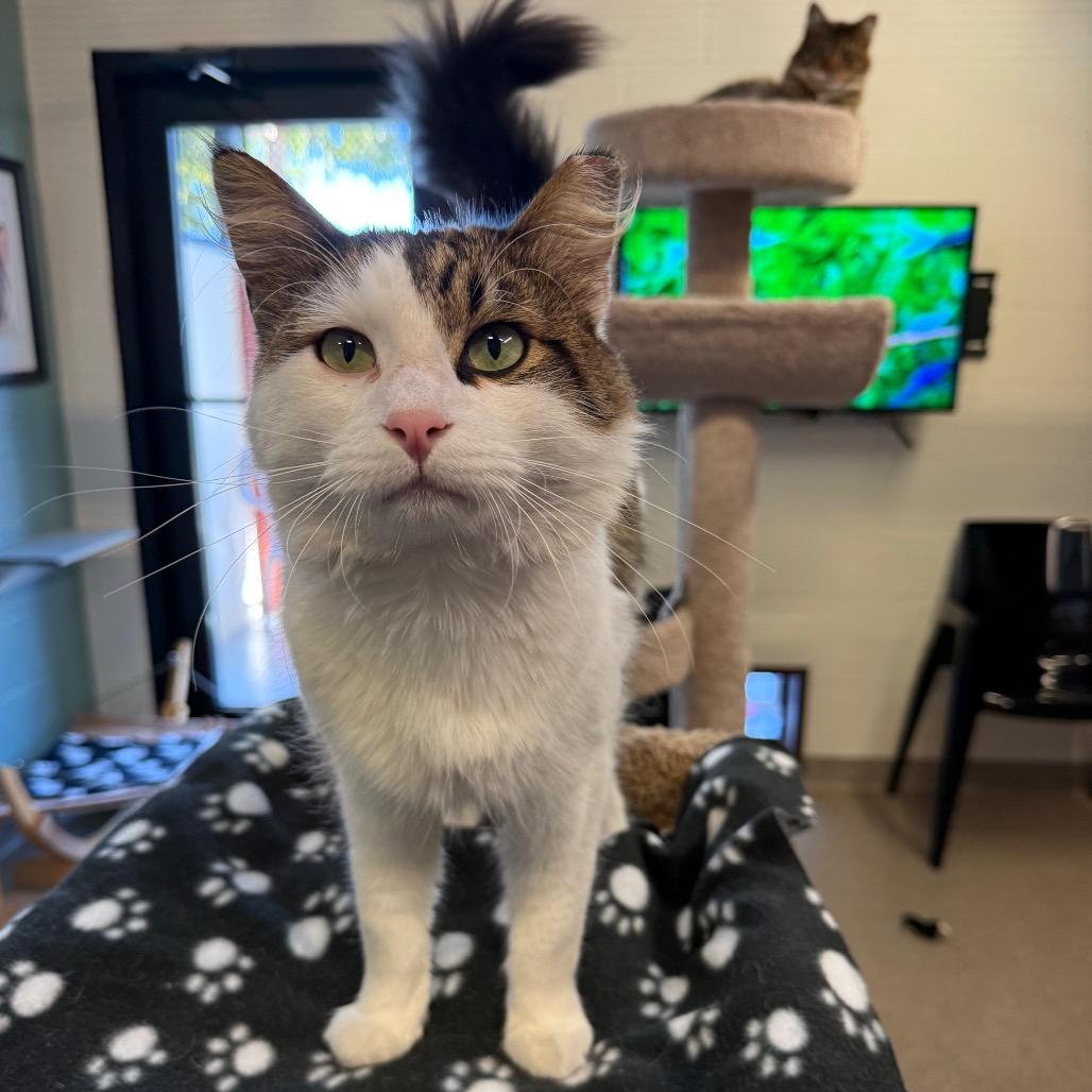 Tanner, Adoptable, Young Male Domestic Medium Hair.