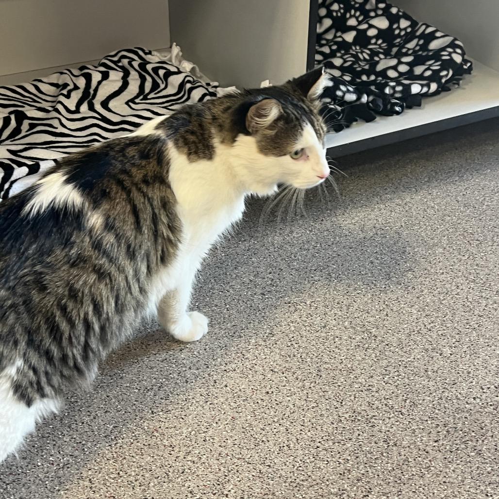 Enlarge Tanner, a Adoptable Domestic Medium Hair in Sarasota, FL image 2/6