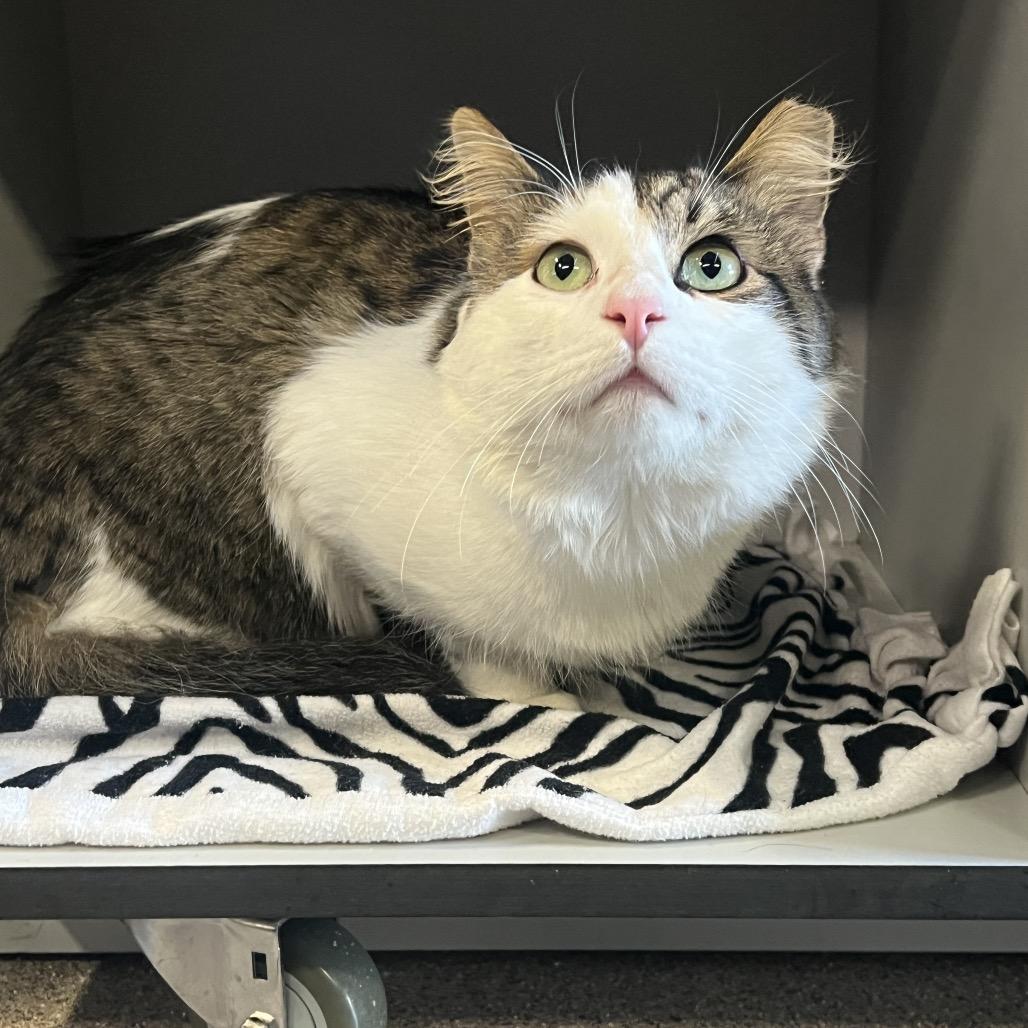 Enlarge Tanner, a Adoptable Domestic Medium Hair in Sarasota, FL image 3/6