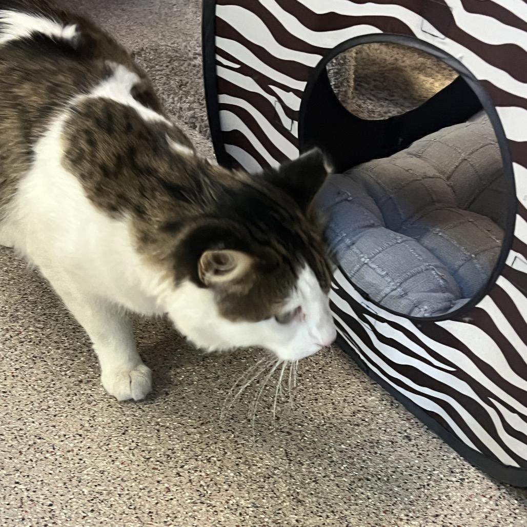 Enlarge Tanner, a Adoptable Domestic Medium Hair in Sarasota, FL image 5/6